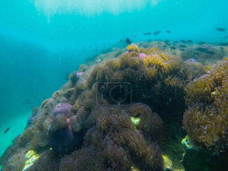 Foto de Colorido arrecife de coral en el mar tropical en Tailandia - Imagen libre de derechos