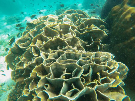 Foto de Colorido arrecife de coral en el mar tropical en Tailandia - Imagen libre de derechos