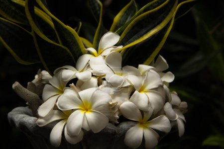 Téléchargez les photos : Close up fleur blanche tropicale dans le jardin - en image libre de droit