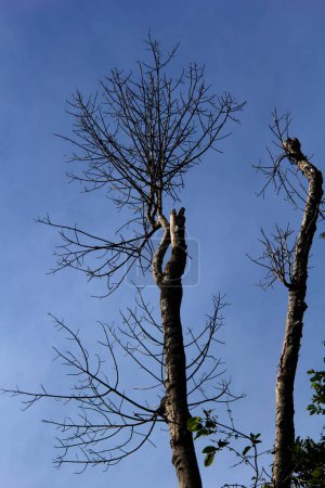 Téléchargez les photos : SILHOUETTE TREE sur fond bleu - en image libre de droit