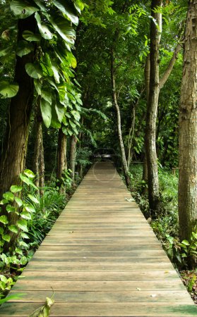 Téléchargez les photos : Chemin en bois passerelle plancher marche pont - en image libre de droit