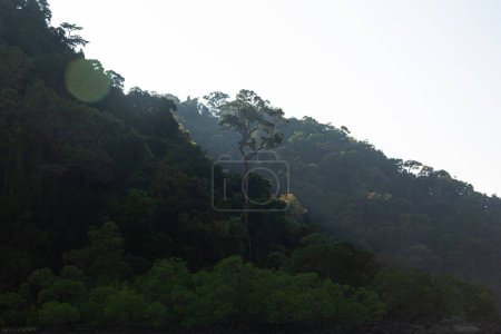 Foto de Bosque tropical de montaña, árboles grandes a la luz del sol - Imagen libre de derechos