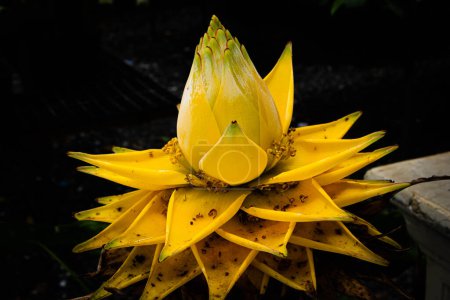Téléchargez les photos : La fleur de banane jaune en forme de lotus est une plante ornementale, son nom scientifique est Musella splendida R.V.Valmayor & L.D.Danh - en image libre de droit