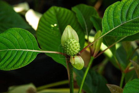 mitragyna speciosa korth (kratom) un medicamento de la planta a una categoría 5 en Tailandia
