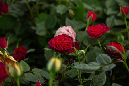Flores rosas rojas florecientes en el jardín natural verde