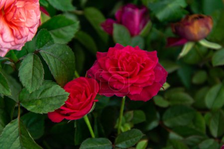 Blühende rote Rosen blühen im grünen Naturgarten