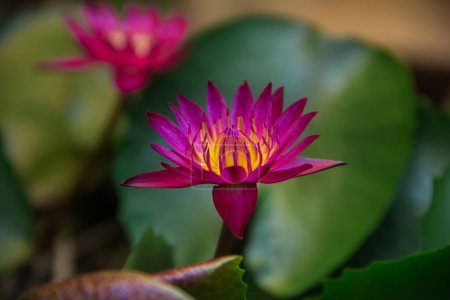 Photo for Blose up purple water lilly - Royalty Free Image