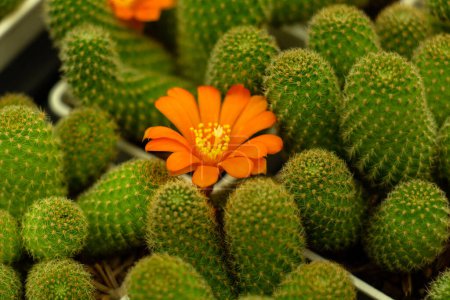 Yellow orange flower with cactus flower in bloom