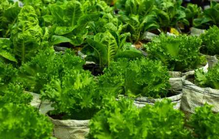 Planting non-toxic Organic vegetables Salad