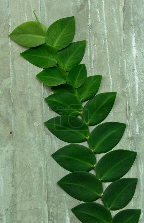 Téléchargez les photos : La plante Green Creeper sur un mur. Contexte - en image libre de droit
