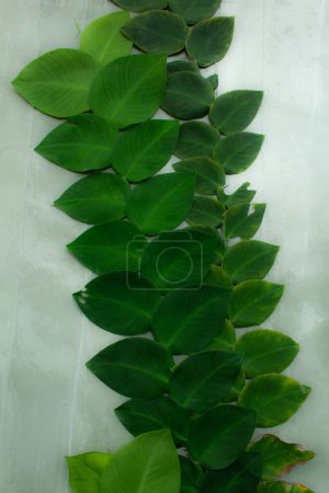 Téléchargez les photos : La plante Green Creeper sur un mur. Contexte - en image libre de droit
