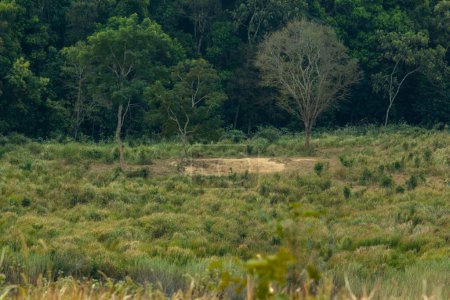 el ciervo ladrando en el Parque Nacional Khao Yai
