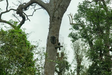 hornbill escultura de aves en gran árbol en el parque nacional de Khaoyai