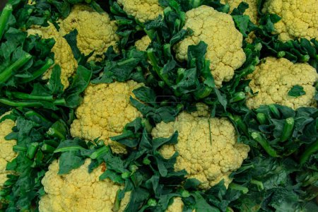 A closeup of cauliflowers on each other with cabbage on the background under the lights in a market
