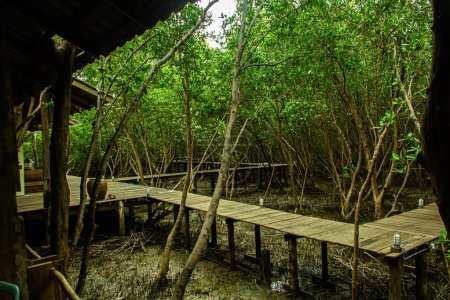 Wooden bridge the forest mangrove