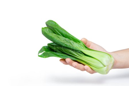 Foto de Verduras frescas verdes en una mano femenina con fondo blanco. Una verdura fresca verde es una salud alternativa y adecuada para la dieta y la cocina.. - Imagen libre de derechos