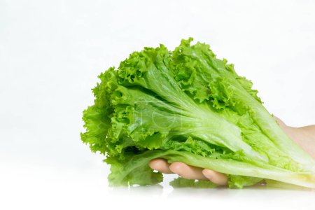 Foto de Verduras frescas verdes en una mano femenina con fondo blanco. Verduras frescas verdes, La ensalada es una salud alternativa y adecuada para la dieta. - Imagen libre de derechos