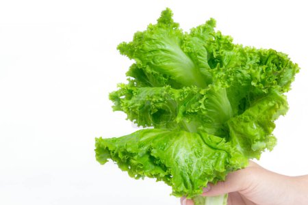 Foto de La mano femenina sostiene una verdura verde fresca sobre fondo blanco. La verdura verde fresca es una opción saludable y adecuada para la dieta. - Imagen libre de derechos