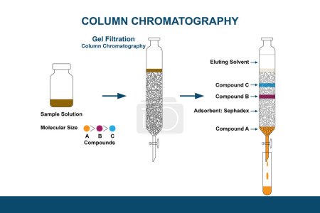 Téléchargez les photos : L'illustration de la filtration sur gel ou de la chromatographie sur colonne d'exclusion de taille est utilisée pour isoler les composés purs de la solution d'échantillon de mélange par différents poids moléculaires, tels que les protéines et les polymères.. - en image libre de droit