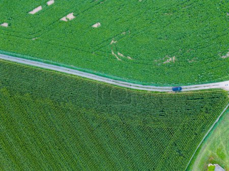 Foto de Vista superior del camino de tierra con una encrucijada y densos campos verdes. Hermosa fotografía de paisaje brillante con dron en un día de verano. Foto de alta calidad - Imagen libre de derechos
