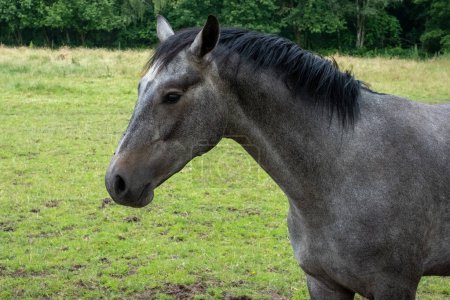 Photo for A majestic dark grey horse is captured in a serene side view portrait, standing gracefully in a picturesque meadow, epitomizing the beauty of equine elegance. Side View Portrait of Dark Grey Horse - Royalty Free Image