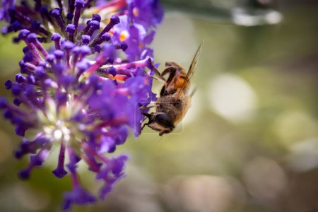 Photo for This close-up image captures the intricate details of a bee as it diligently gathers nectar from a vibrant purple flower. The bees delicate wings are caught mid-flutter, highlighting the swift motion - Royalty Free Image