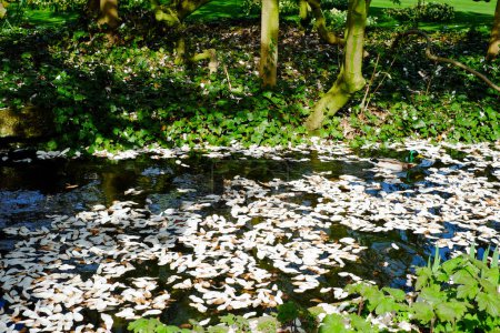 Foto de Esta imagen captura la transición poética de las estaciones en un tranquilo estanque forestal, cubierto por una miríada de hojas caídas. Las hojas, cada una un susurro de otoño, flotan sobre la superficie de las aguas - Imagen libre de derechos