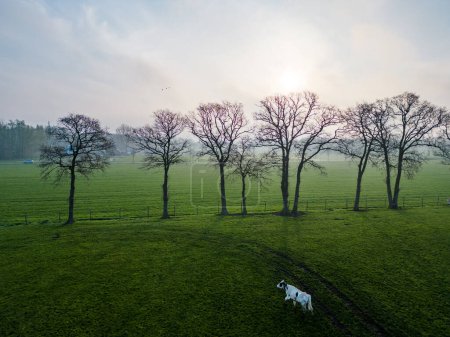 Photo for The aerial image showcases a pastoral landscape at dawn, with a small herd of Holstein Friesian cows, bos taurus, grazing in a field. The rising sun, veiled by a light morning haze, casts a gentle - Royalty Free Image