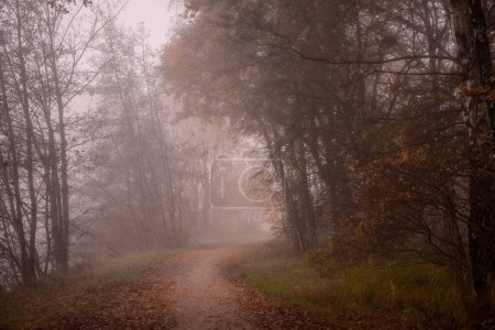 Photo for This image depicts a winding trail through a dense forest, engulfed in a thick fog that softens the landscape into a dreamlike state. The path, covered with a carpet of fallen leaves, leads into the - Royalty Free Image