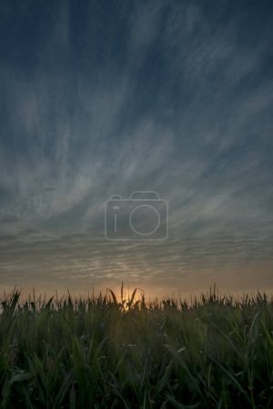 Photo for This image captures the serene beauty of a sunset viewed from the perspective of a cornfield. The sun dips close to the horizon, casting a warm light that softens the sky into shades of orange and - Royalty Free Image