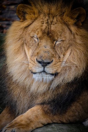 Foto de La fotografía captura la majestuosa calma de un león africano en reposo. Con los ojos suavemente cerrados y una expresión serena, la cara de los leones es una imagen de tranquilidad real. La melena gruesa, un - Imagen libre de derechos