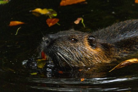 Photo for Captured in the midst of a serene autumn swim, this Nutria, also known as a Coypu, seems to glide through the dark waters. Fallen leaves of orange and yellow speckle the surface, signifying the change - Royalty Free Image