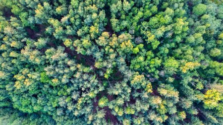 This aerial shot offers a detailed view of a dense forest canopy, showcasing a variety of green hues. The interplay of light and shadow adds depth, while the differing heights and types of trees