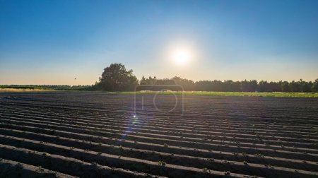 Photo for The setting sun casts a warm glow over a plowed agricultural field, highlighting the furrows that stretch towards the horizon. The stark lines of tilled soil create a rhythmic pattern that contrasts - Royalty Free Image
