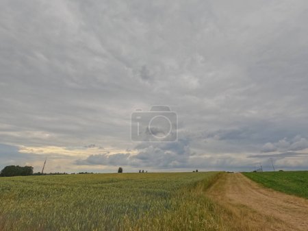 Photo for This image features a dirt road cutting through a vast wheat field, leading towards a distant horizon under a sweeping overcast sky. The wheat, tinged with the first signs of ripeness, whispers in the - Royalty Free Image