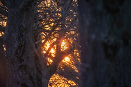 This image captures the magical interplay of light and shadow as the setting sun peeks through a dense forest. The trees intricate branches create a delicate lacework against the glow of the twilight
