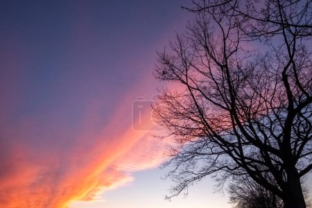 Foto de La imagen es una representación poética del cielo al atardecer, donde las nubes atraviesan el lienzo en tonos de rosa y púrpura, bordeadas por el ardiente naranja del sol poniente. La silueta de un sin hojas - Imagen libre de derechos