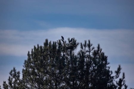 Foto de La imagen representa un pequeño grupo de cuervos posados sobre la silueta de un pino, contra un cielo sombrío y sombrío. La escena captura a las aves en un momento de descanso, posiblemente antes de instalarse en - Imagen libre de derechos