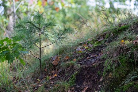 Esta imagen captura la delicada belleza de un pino joven que emerge de una ladera cubierta de musgo en un bosque denso. El retoño se sostiene con una confianza tranquila, su tronco delgado y agujas suaves