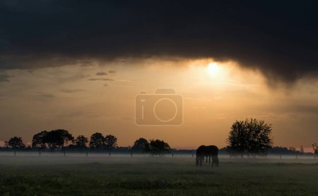 Cette image enchanteresse montre un cheval solitaire broutant dans un champ brumeux à l'aube. Le soleil levant, partiellement obscurci par des nuages dramatiques, projette une lueur chaude sur la scène, soulignant la douce brume