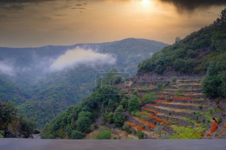 Cette image saisissante capture l'ambiance sereine d'une pente de montagne en terrasses à l'aube. Les terrasses sculptent un motif à flanc de colline, mettant en valeur l'harmonie des agricultures humaines avec les paysages naturels. A