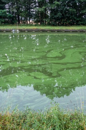 This photograph showcases a quiet canal where the water is experiencing a blue-green algae infestation, evident from the distinctive coloration on the waters surface. Despite the serene appearance of
