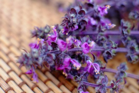 A close-up image showcasing the intricate details of purple basil flowers, with a shallow depth of field bringing out the vibrant purple hues and delicate textures of the blooms and leaves against the