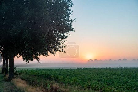 Téléchargez les photos : L'image présente une scène matinale paisible avec une douce lumière de l'aube filtrant à travers les branches d'une rangée d'arbres. Le premier plan est un champ vert naturel et luxuriant, menant à un paysage couvert de brume - en image libre de droit