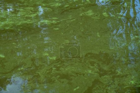 Dieses Bild zeigt eine Nahaufnahme eines mit Blaualgen durchsetzten Gewässers, das wissenschaftlich als Cyanobakterien bekannt ist. Die Algen erzeugen ein natürliches abstraktes Muster, das in verschiedenen Schattierungen von