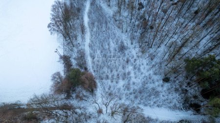 This aerial image captures the stark beauty of winter with a snow-covered slope dotted with bare trees. The composition provides an abstract quality, with the vertical lines of the trees creating a
