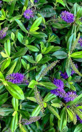 This image is a close-up of vibrant purple flowers, possibly hebe or a similar species, nestled within dark green, glossy leaves. The blossoms have a spiky appearance, characteristic of many hebe