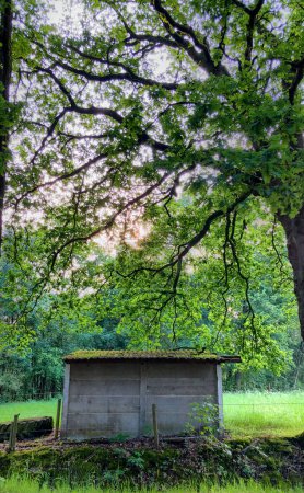 This image showcases a rustic concrete storage shed, nestled in a lush meadow, under the expansive canopy of mature trees. The sun filters through the leaves, creating dappled light patterns on the