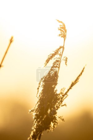Dieses Bild zeigt die zarten Details einer Schilfgrasfeder, die vom goldenen Schein der untergehenden Sonne hinterleuchtet wird. Die feinen Stränge des Grases werden beleuchtet, wodurch ein weicher Heiligenschein-Effekt um die