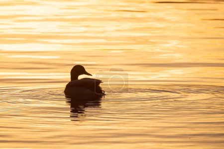 Dieses friedliche Bild fängt die Silhouette einer Ente ein, die auf einer Wasseroberfläche schwimmt, die vom goldenen Licht der untergehenden Sonne erhellt wird. Die sanften Wellen um die Ente herum erzeugen eine Textur auf der